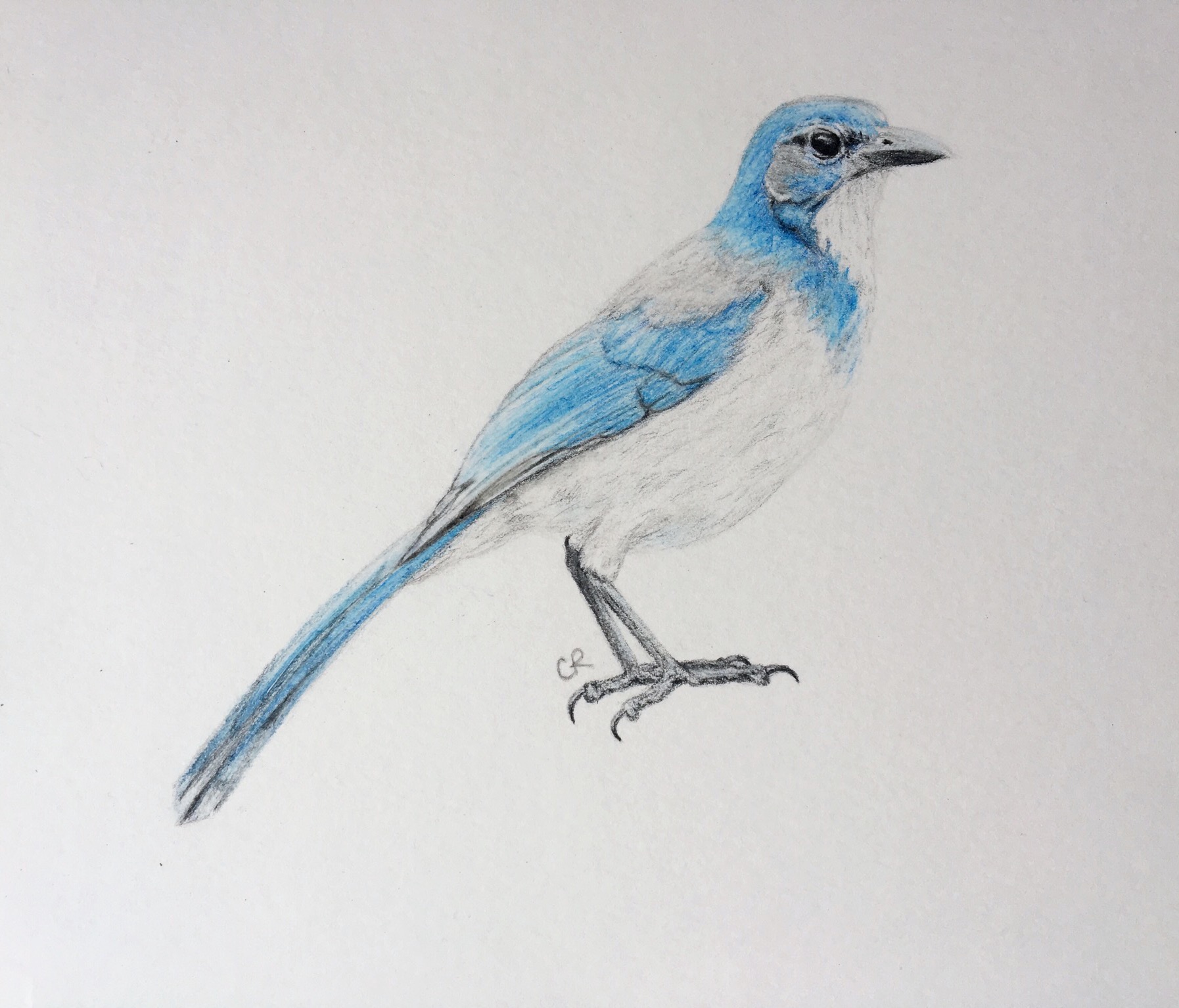Bird drawing
