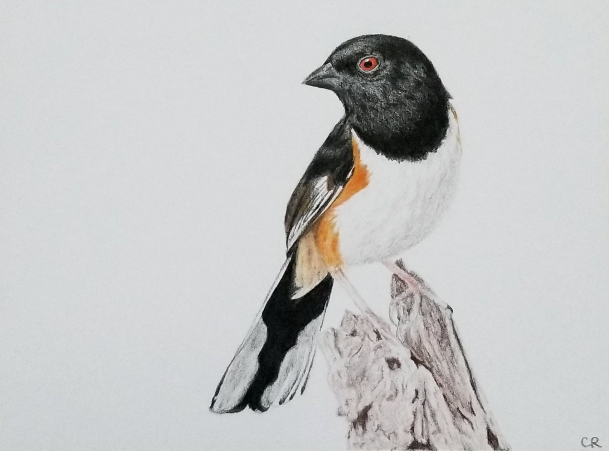 Bird drawing